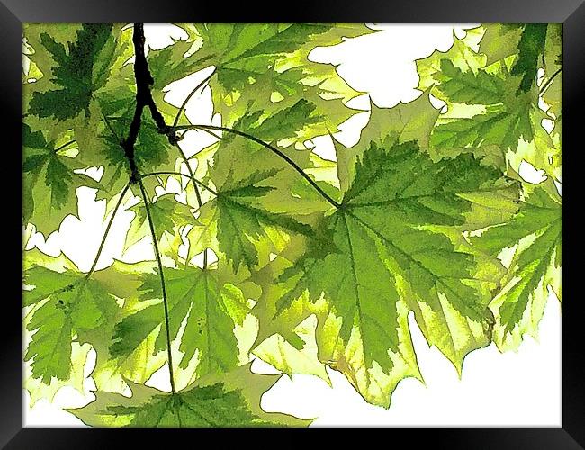  Striking bright green leaves Framed Print by Sue Bottomley