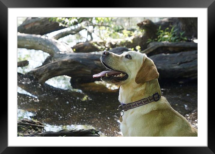  Labrador dog in the woods Framed Mounted Print by Sue Bottomley