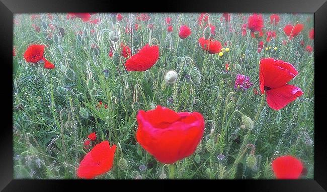  Field of Poppies  Framed Print by Sue Bottomley