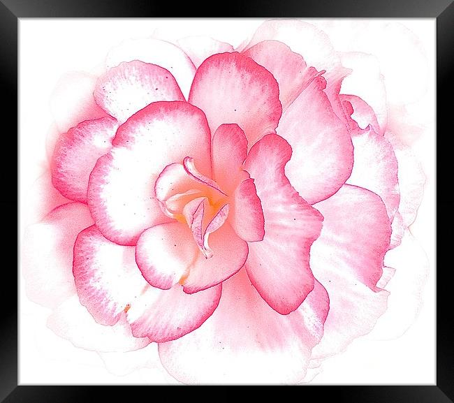  Pink bold flower Framed Print by Sue Bottomley