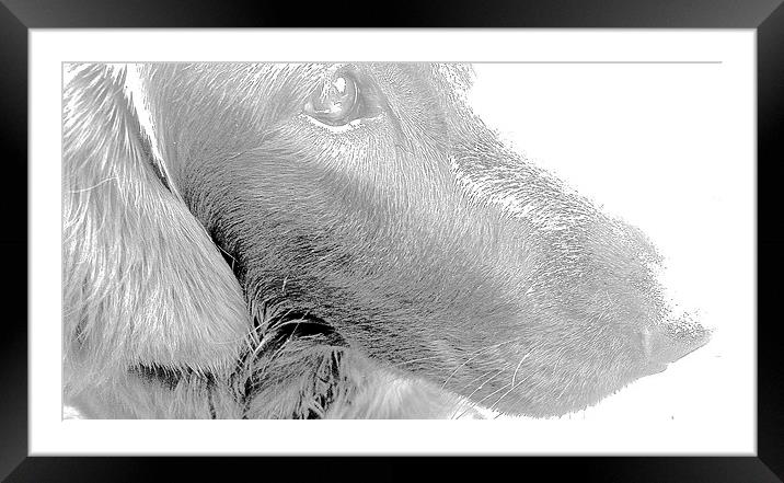  Flat Coat Retriever Labrador Framed Mounted Print by Sue Bottomley