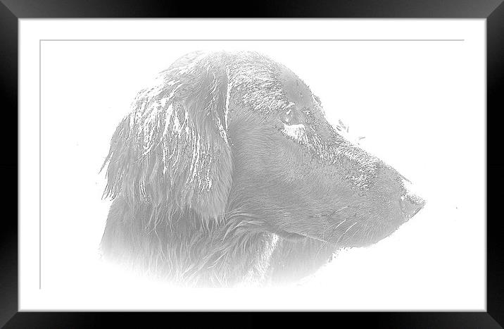  Flat Coat Retriever  Framed Mounted Print by Sue Bottomley