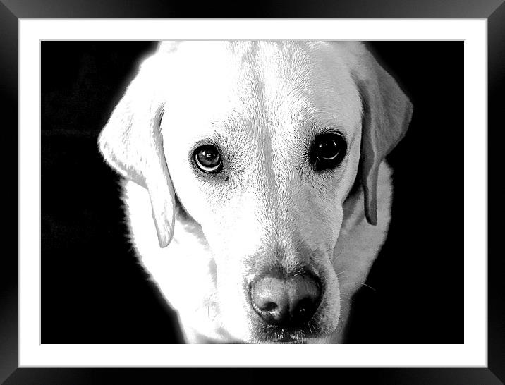  Labrador Look  into my eye's Framed Mounted Print by Sue Bottomley