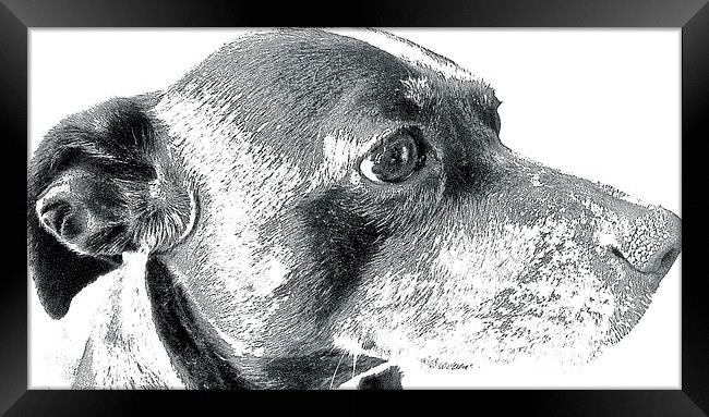   Staffordshire Bull Terrier cross Whippet Framed Print by Sue Bottomley