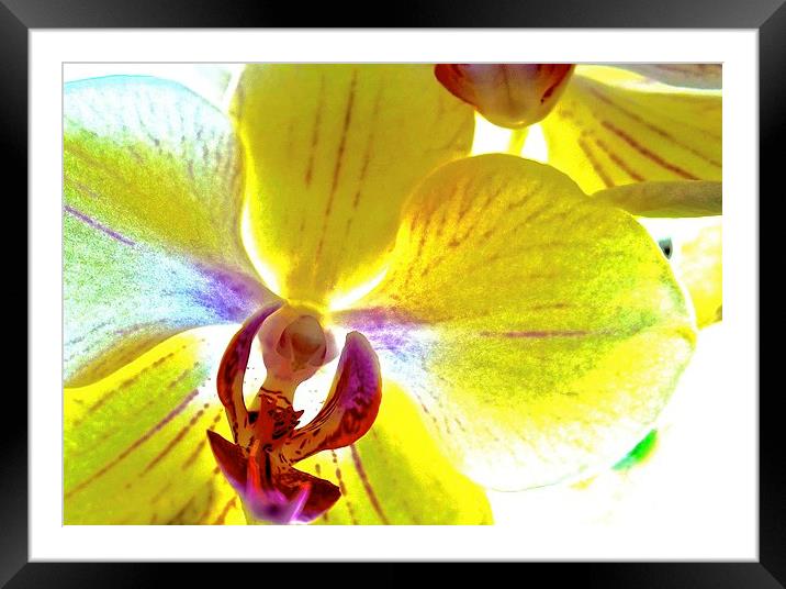  Retro Orchid Flower Framed Mounted Print by Sue Bottomley