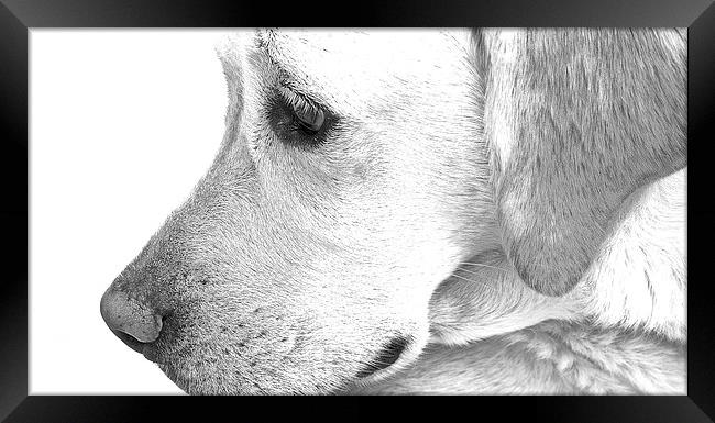  Labrador Dog Sketch Effect Framed Print by Sue Bottomley