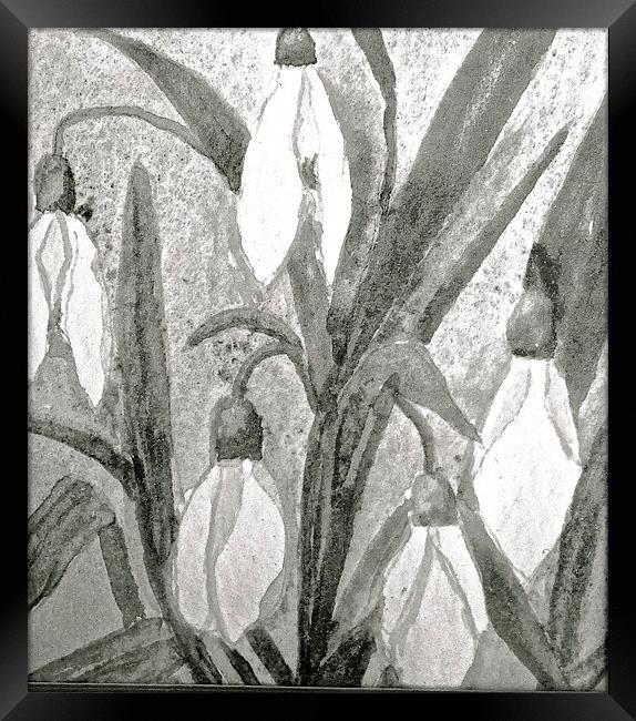  Black and White drawing effect of Snow drops Framed Print by Sue Bottomley