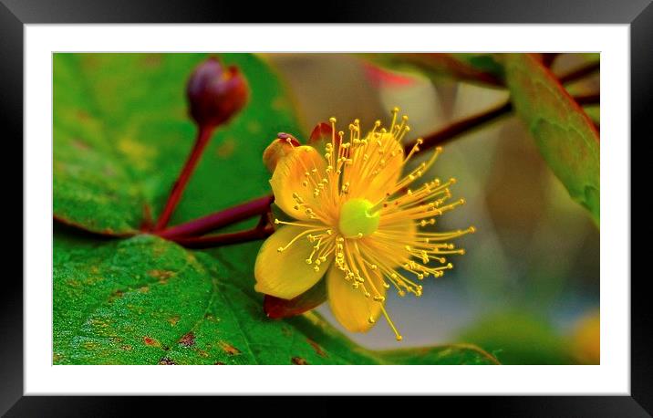 Hypericum Flower  Framed Mounted Print by Sue Bottomley