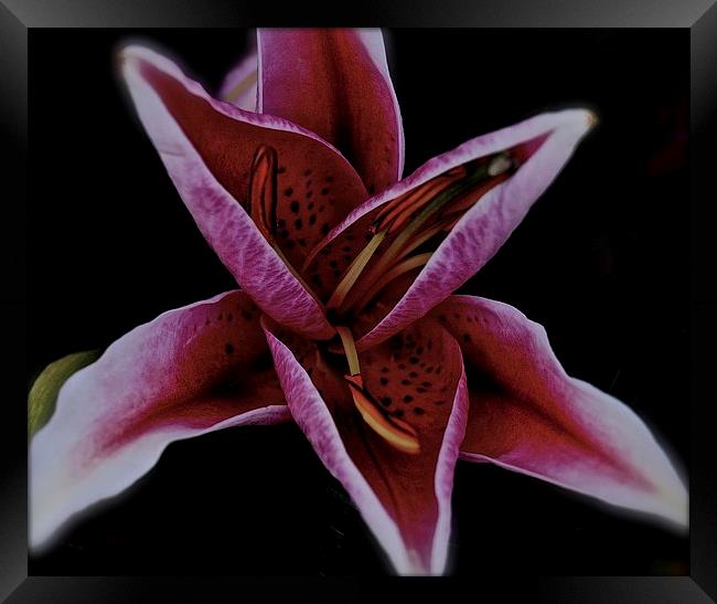  Head of a Oriental Pink Lily Framed Print by Sue Bottomley