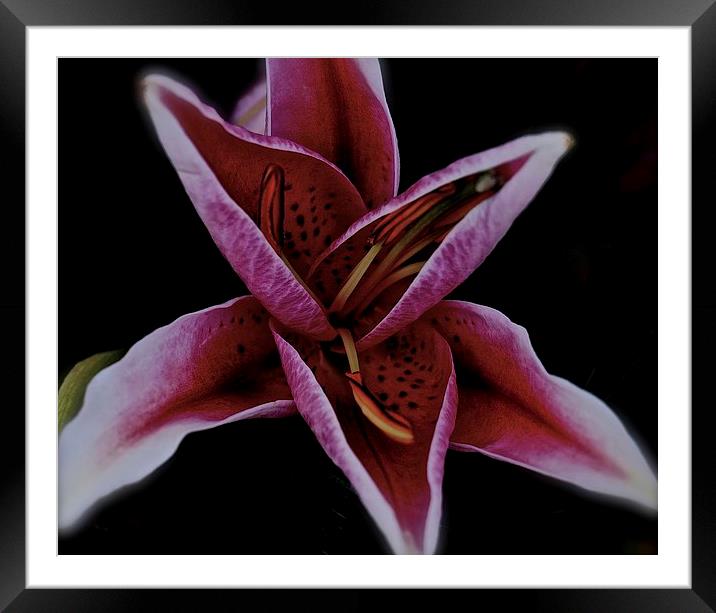  Head of a Oriental Pink Lily Framed Mounted Print by Sue Bottomley
