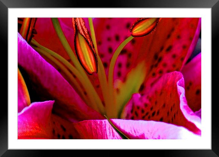 Pink Oriental Lily close up  Framed Mounted Print by Sue Bottomley