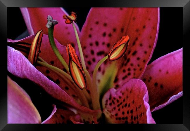 Oriental Pink Lily  Framed Print by Sue Bottomley