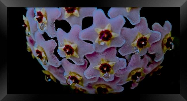  Hoya Flower Colse up Framed Print by Sue Bottomley