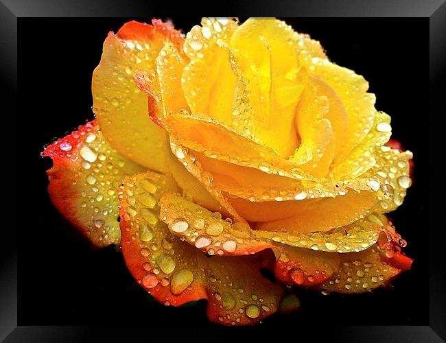 Rain droplets on a Rose  Framed Print by Sue Bottomley