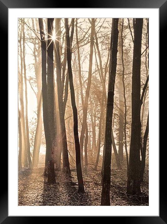  Making shadows though the tree's Framed Mounted Print by Sue Bottomley