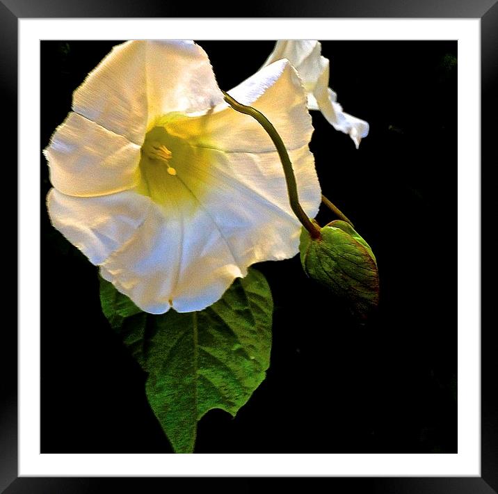  The Morning Glory White Flower Framed Mounted Print by Sue Bottomley