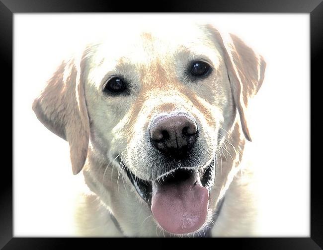  A Happy Labrador Dog Framed Print by Sue Bottomley