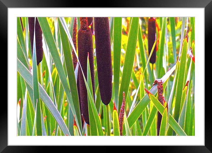  Cattail, Narrow-leaf (Typha Angustifolia) Framed Mounted Print by Sue Bottomley
