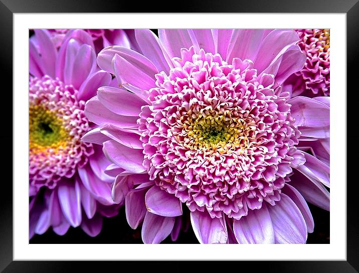 Bright Pink Gerbera Flower  Framed Mounted Print by Sue Bottomley
