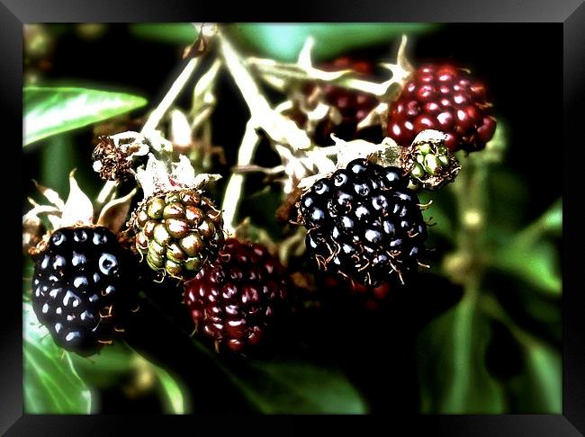  Ripe, ripening, and unripe blackberries, Framed Print by Sue Bottomley