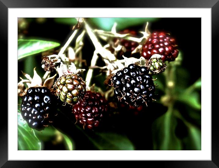  Ripe, ripening, and unripe blackberries, Framed Mounted Print by Sue Bottomley