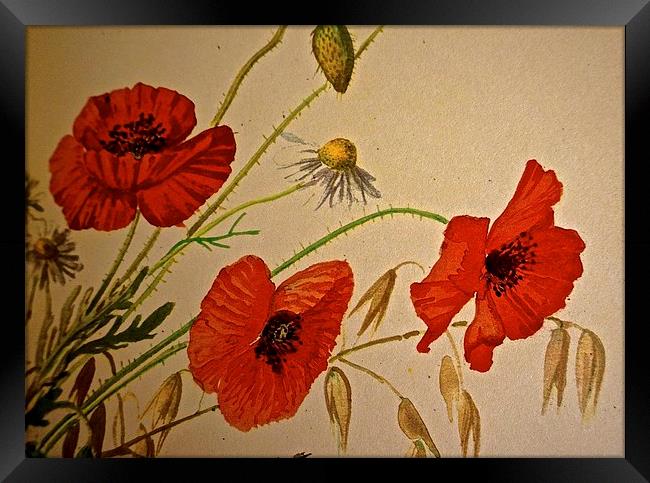  Common Red Poppy with Hare bell and Mayweed Framed Print by Sue Bottomley