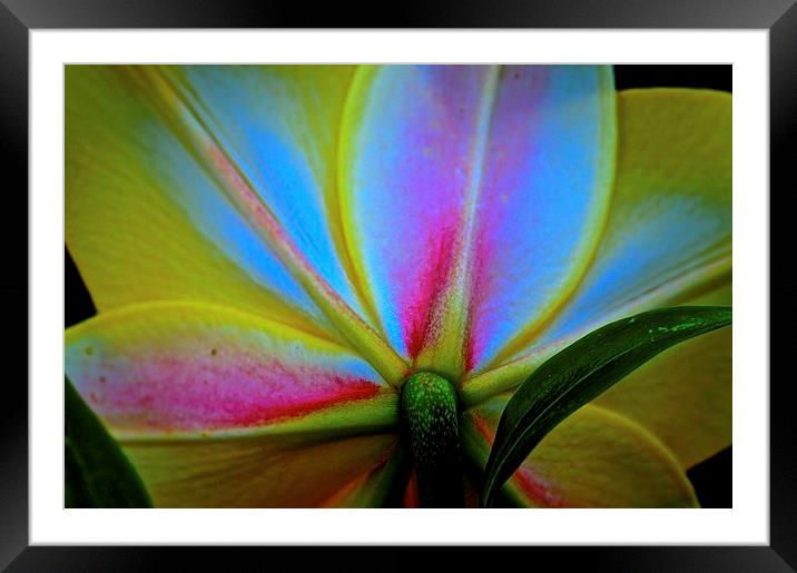  Behind the Lily Flower Framed Mounted Print by Sue Bottomley
