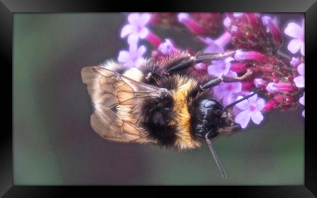  Bee busy collecting pollen Framed Print by Sue Bottomley