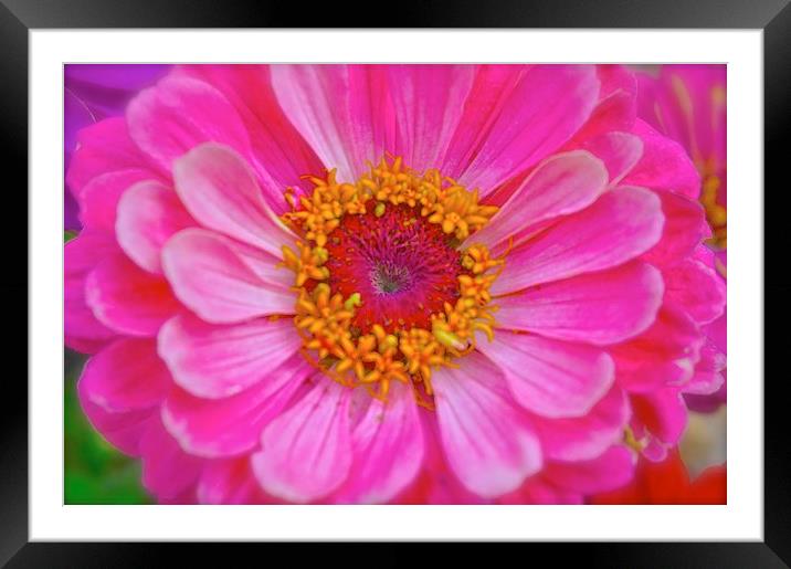  Zinnia Flower Framed Mounted Print by Sue Bottomley