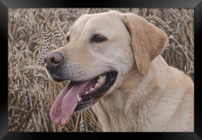 Labrador Dog in the corn field  Framed Print by Sue Bottomley