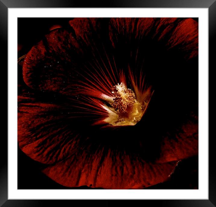  Black Hollyhock Framed Mounted Print by Sue Bottomley