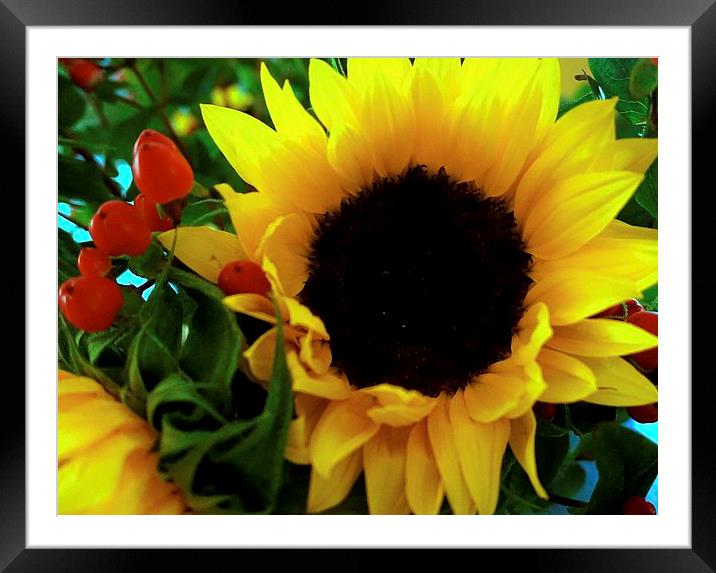  Sunflower and Hypericum Berries Framed Mounted Print by Sue Bottomley