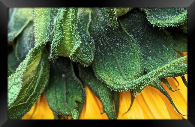  Side of a Sunflower up close Framed Print by Sue Bottomley