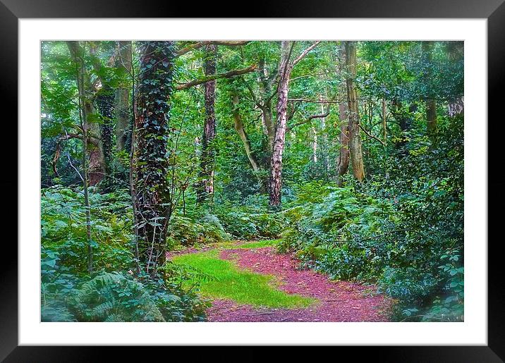 Woodland Area in Chorlywood Common in Hertfordshir Framed Mounted Print by Sue Bottomley