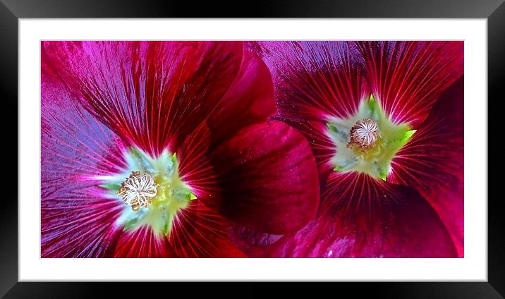  Two Red Hollyhocks in a row Framed Mounted Print by Sue Bottomley