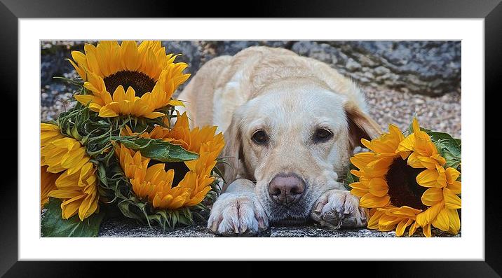  My Labrador My little Sunflower Framed Mounted Print by Sue Bottomley