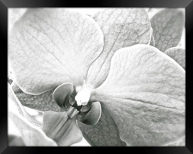 Black and White Orchid Flower  Framed Print by Sue Bottomley