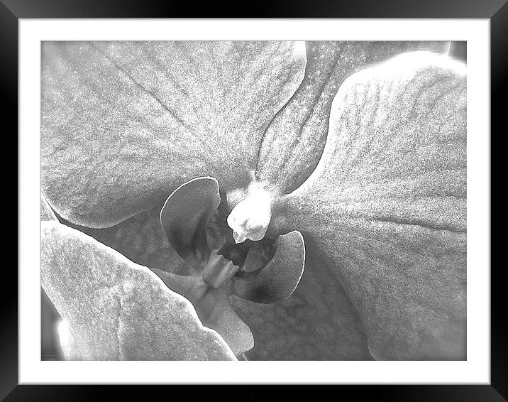  Black and White Orchid Flower close up Framed Mounted Print by Sue Bottomley
