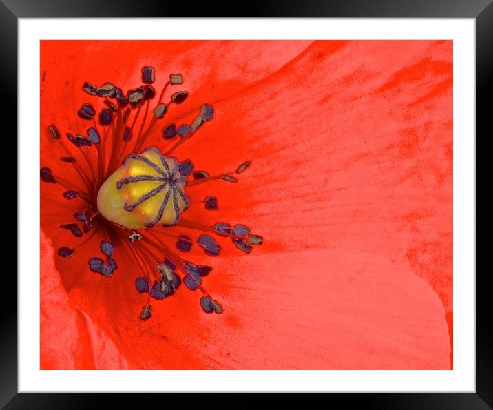  Bright Red Poppy up Close Framed Mounted Print by Sue Bottomley