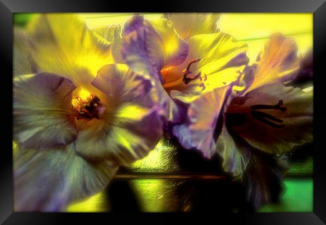 A Gladiolus Flower Muti-coloured   Framed Print by Sue Bottomley