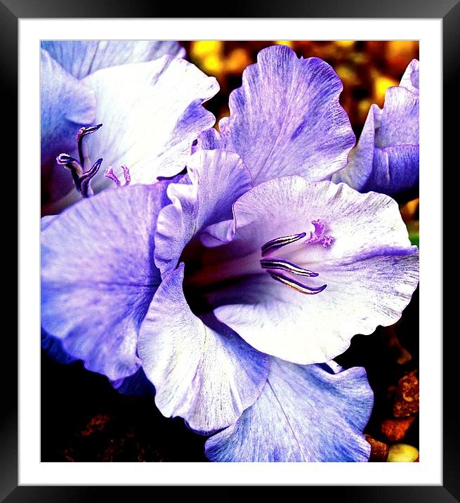 Purple Gladiolus Flower  Framed Mounted Print by Sue Bottomley
