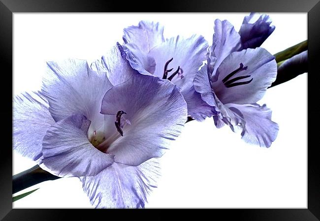  Striking Gladiolus Flower with white background Framed Print by Sue Bottomley