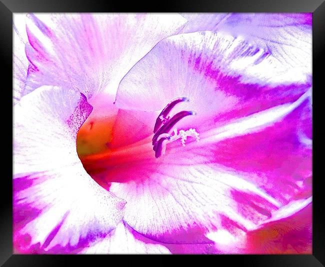  Soft Art Photograph Gladiolus Flower Framed Print by Sue Bottomley
