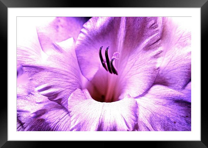 Purple soft shade Gladiolus flower  Framed Mounted Print by Sue Bottomley