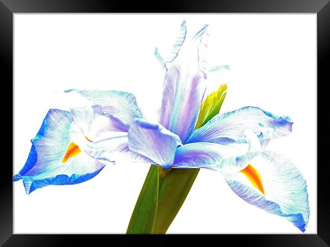  The Iris flower  Framed Print by Sue Bottomley