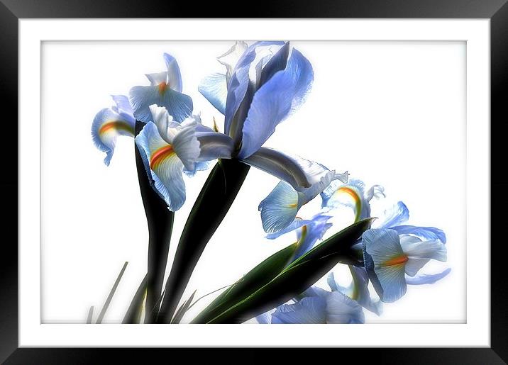  The Rainbow Flower. The Iris Framed Mounted Print by Sue Bottomley