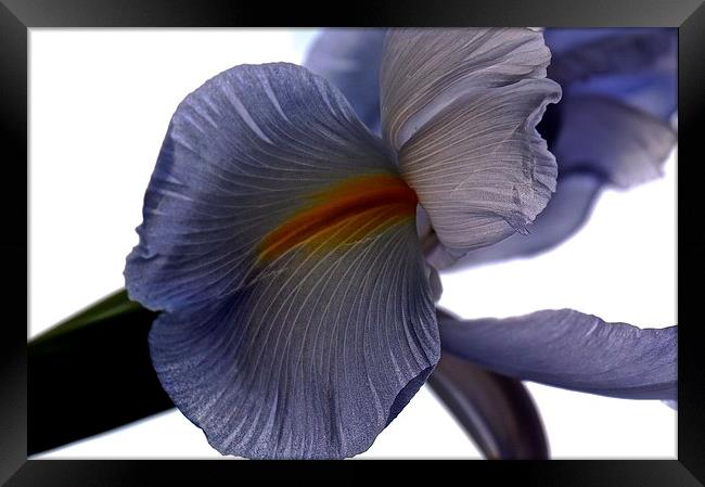 The Rainbow Flower. The Iris Flower  Framed Print by Sue Bottomley