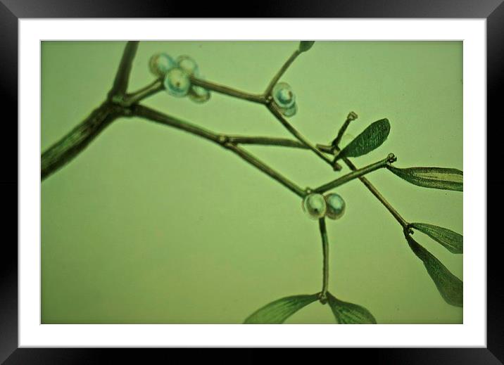  One twig of Mistletoe Framed Mounted Print by Sue Bottomley