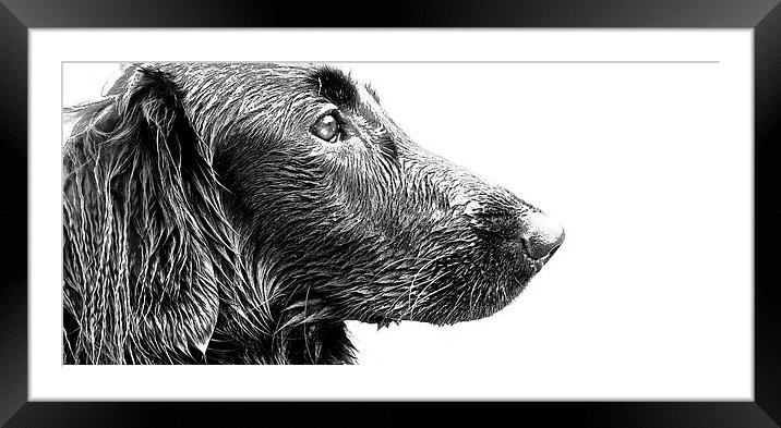  Wet face of a Flat Coat Retriever Dog Framed Mounted Print by Sue Bottomley