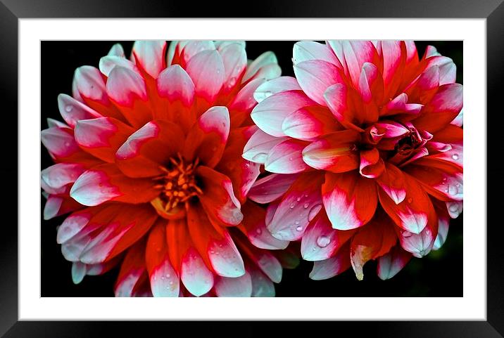  Dahlias Red and White Flowers Framed Mounted Print by Sue Bottomley